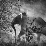 В Замбии на слонов охотятся браконьеры, поэтому они прячутся от людей и автомобилей. Заметив приближающийся автомобиль, они стараются как можно скорее укрыться в кустарнике. Национальный Парк Кафуэ, Замбия. 2010
(c) Себастио Сальгадо / Amazonas images