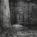 Хироси Сугимото Нетронутый лес в Северной Пенсильвании. 1980. ©Hiroshi  Sugimoto. Courtesy of Gallery Koyanagi